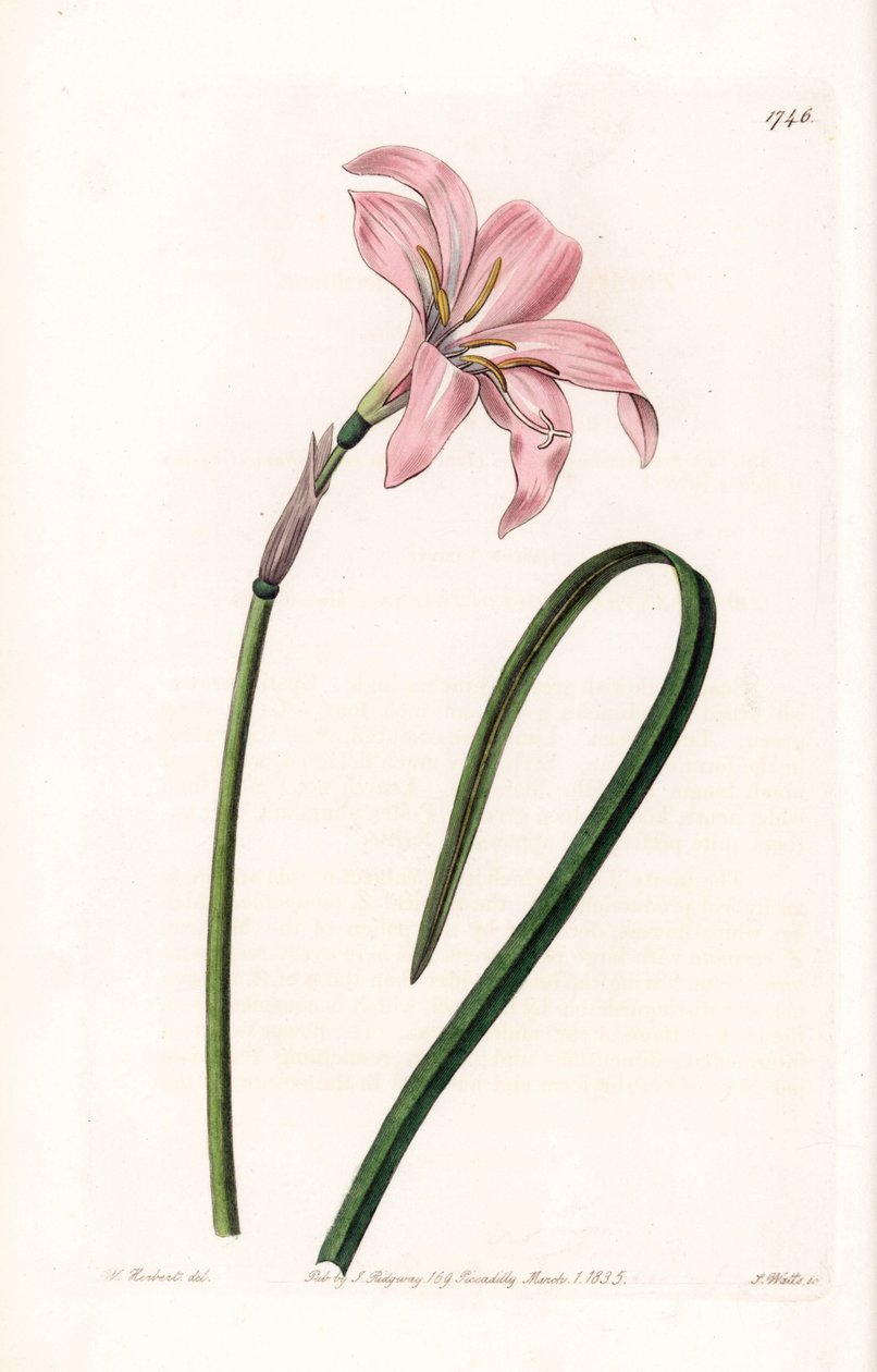 Zephyrantes hybrid variete - イギリスのSydenham Edwards (1768-1819)のBotanical Registerに掲載されたSarah Anne Drake (1803-1857)のイラストをS.Wattsがエングレービングしたプレート。 作： シデナム・ティースト・エドワーズ