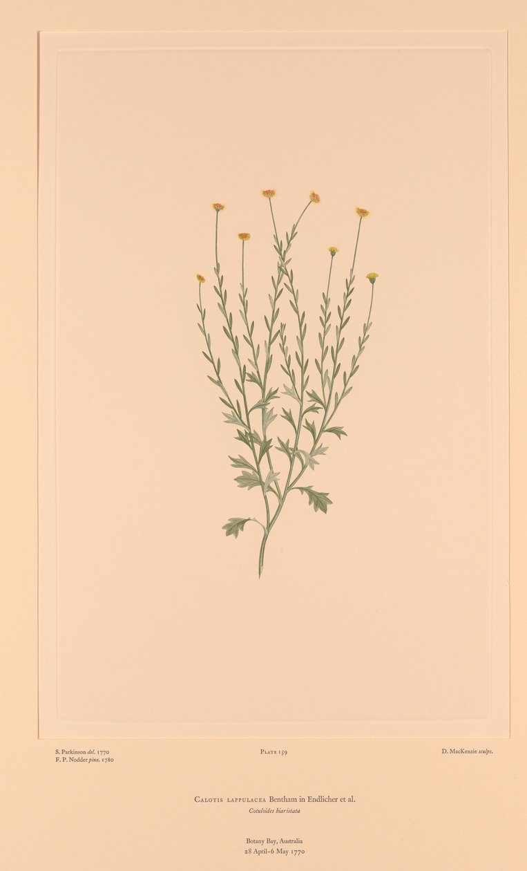 バンクス・フロリレギウム Plate 159 Calotis lappulacea 作： シドニー（後）パーキンソン病