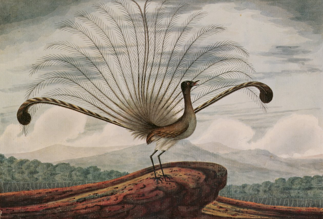 Lyrebird：mamura superba、1813 作： TRブラウン