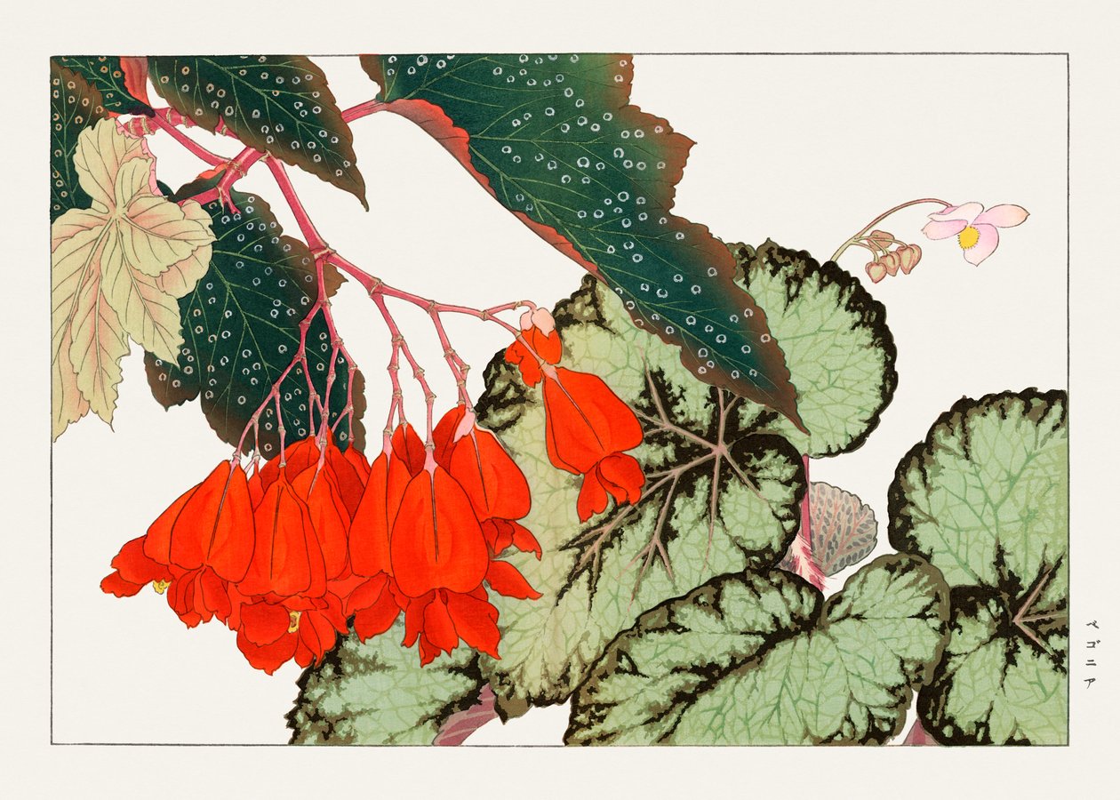 クラックリン・ロージー・ベゴニアの花 "西洋束風" より 作： 谷上小南