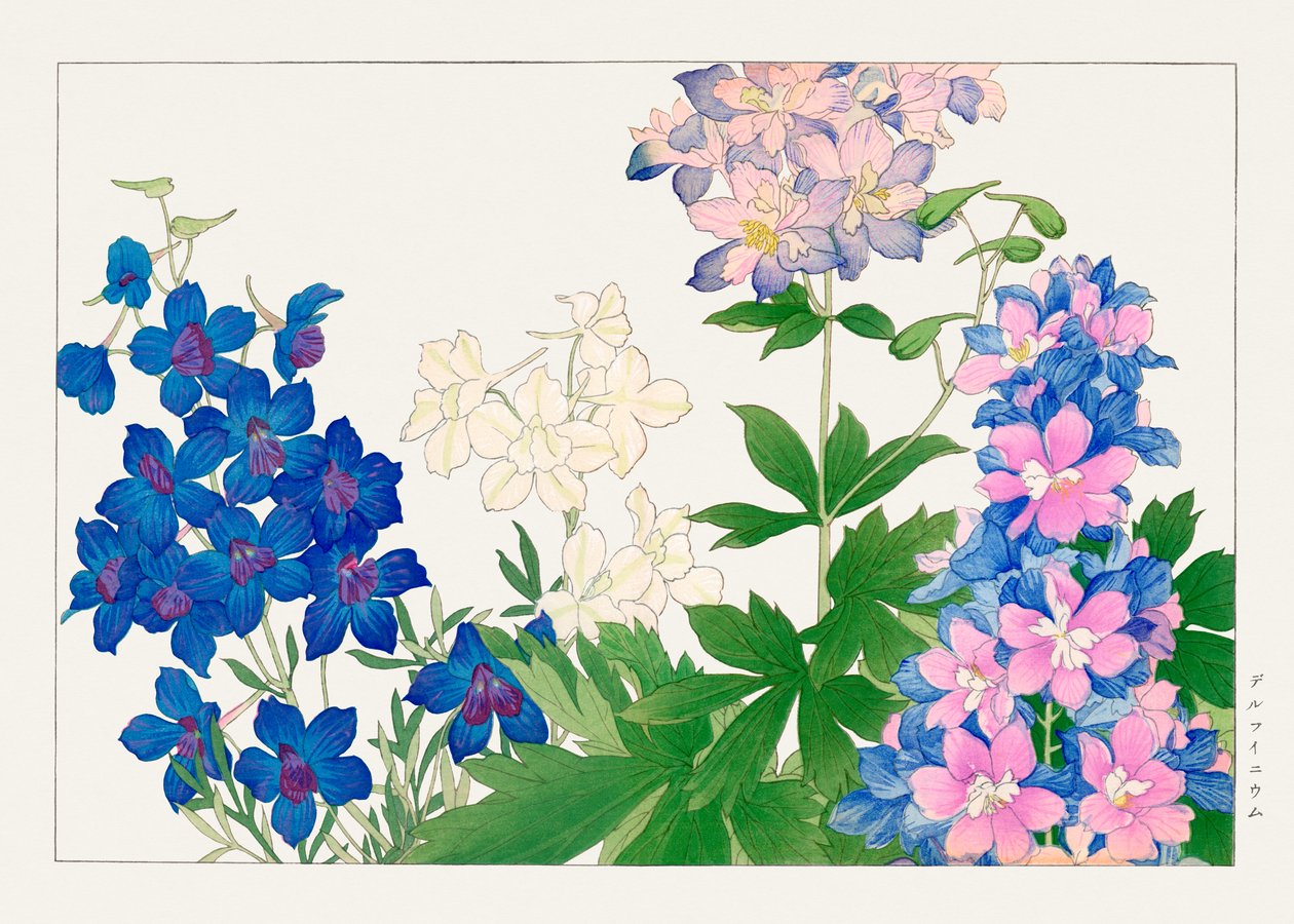 デルフィニウムの花（「西洋草花図譜」より 作： 谷上小南