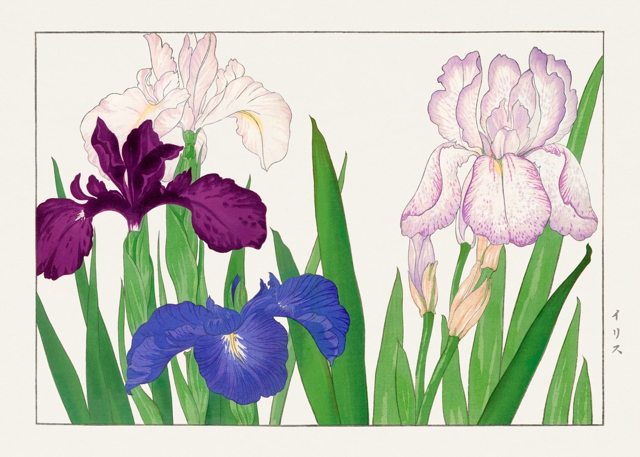 花菖蒲（『西洋束風』より 作： 谷上小南