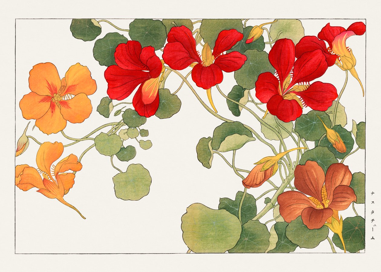 ナスタチウムの花（『西洋草花図譜』より 作： 谷上小南