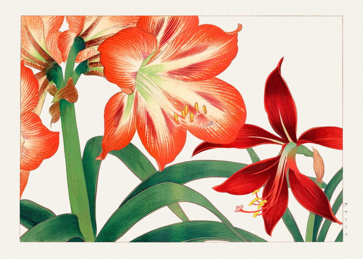 西洋束風」のヴィンテージ・アマリリスの花 作： 谷上小南