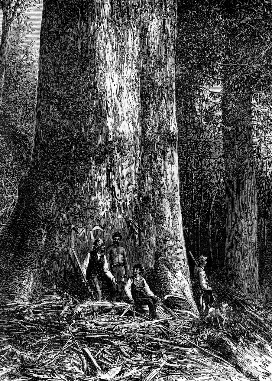 ジャイアントユーカリ、オーストラリア、1886 作： テイラー