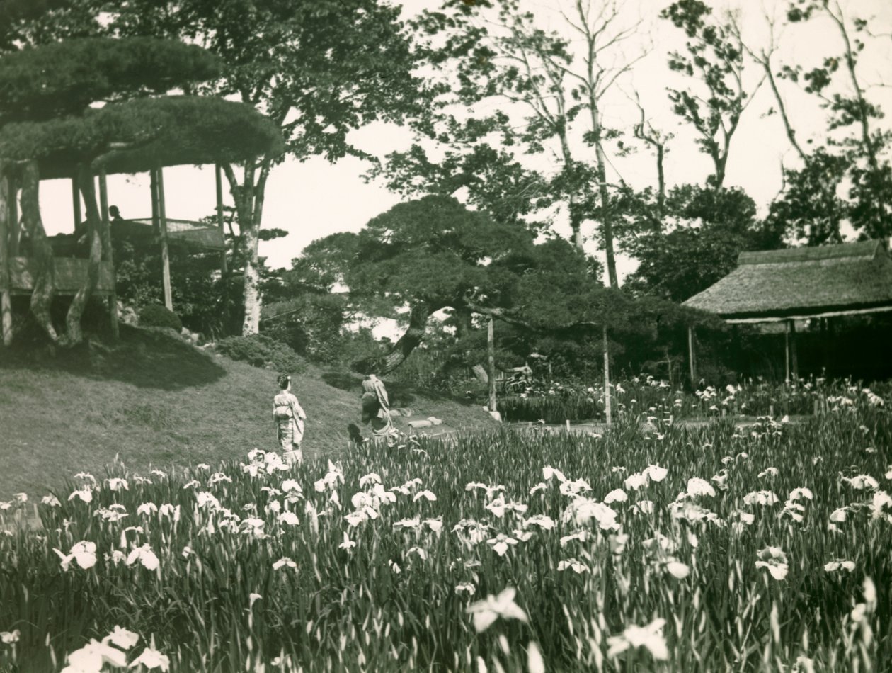 堀切菖蒲園の菖蒲園（1900年頃～1915年）（写真 作： 