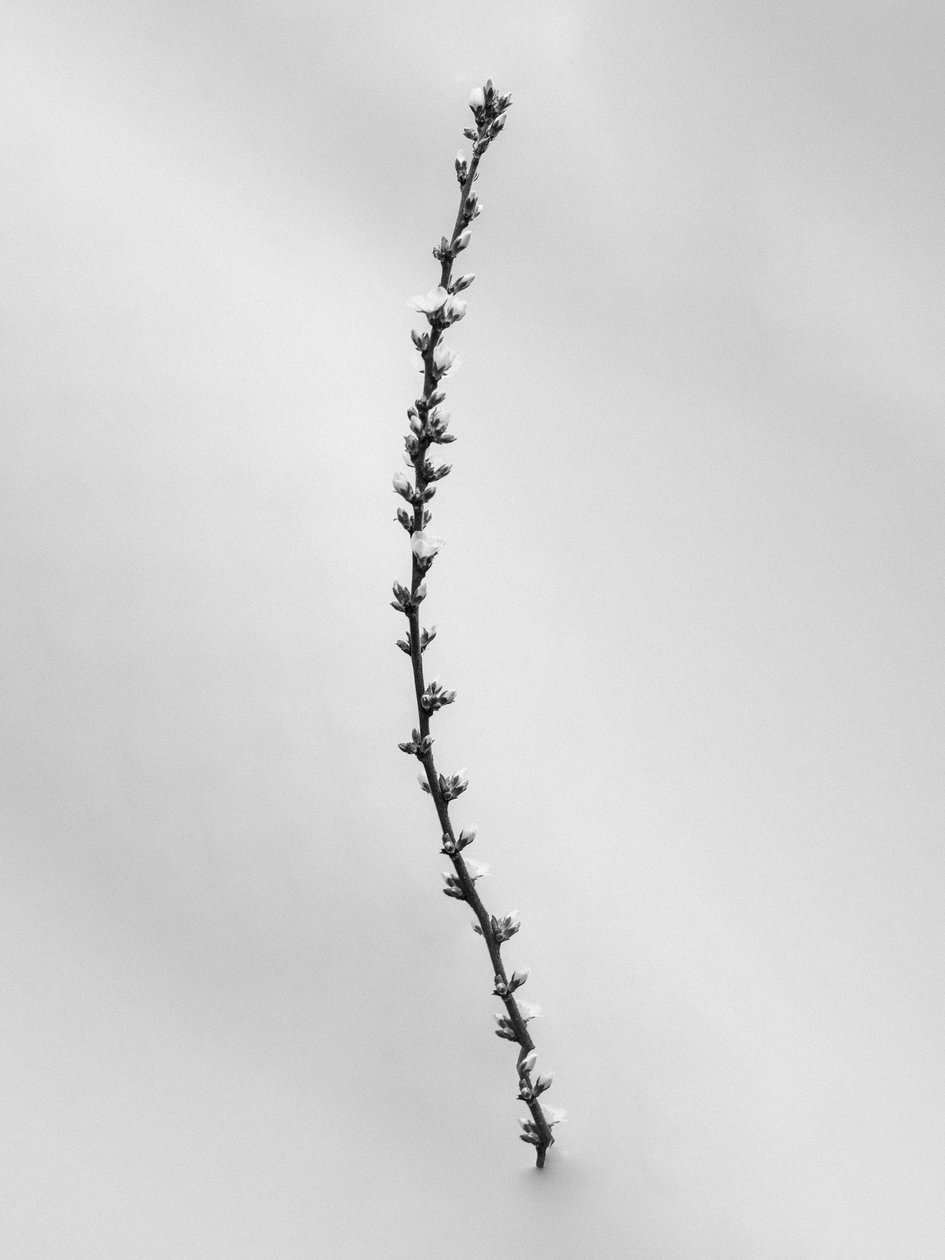 花の中で 54、2021（白黒写真） 作： Teis Albers