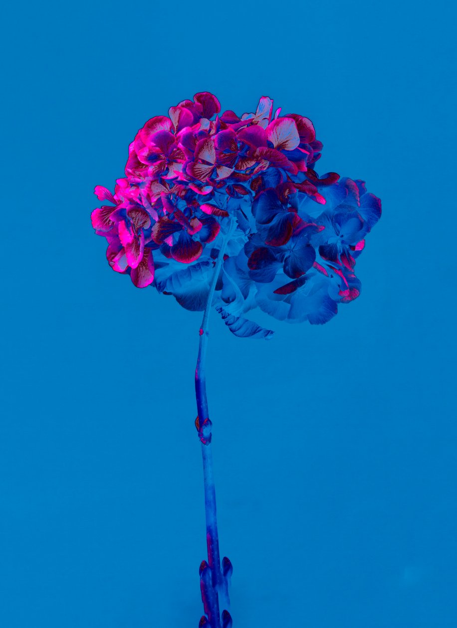 あじさい 2019年2月（写真） 作： Teis Albers