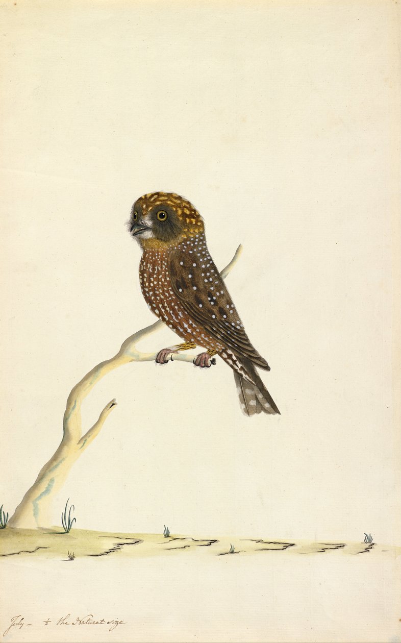ブーブックフクロウ 作： シドニーの鳥の画家