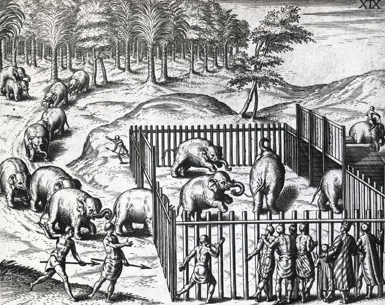 テオドール・デ・ブライ（1528-1598）によるペグ王国（現在のミャンマー）での象狩り、彫刻 作： セオドア・ド・ブリー