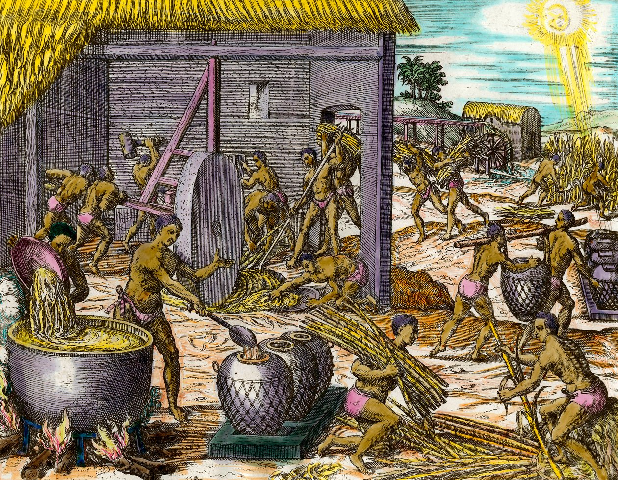 アメリカの歴史：サトウキビを集めて砂糖を作る。テオドール・デ・ブライ（1528-1598）によるエングレーヴィング 16世紀 個人蔵 作： セオドア・ド・ブリー
