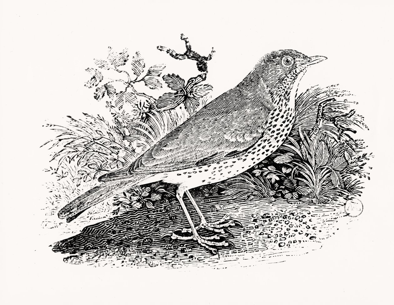 英国の鳥と四足動物の歴史からのアオウミガメ 作： トーマス・ビウィック