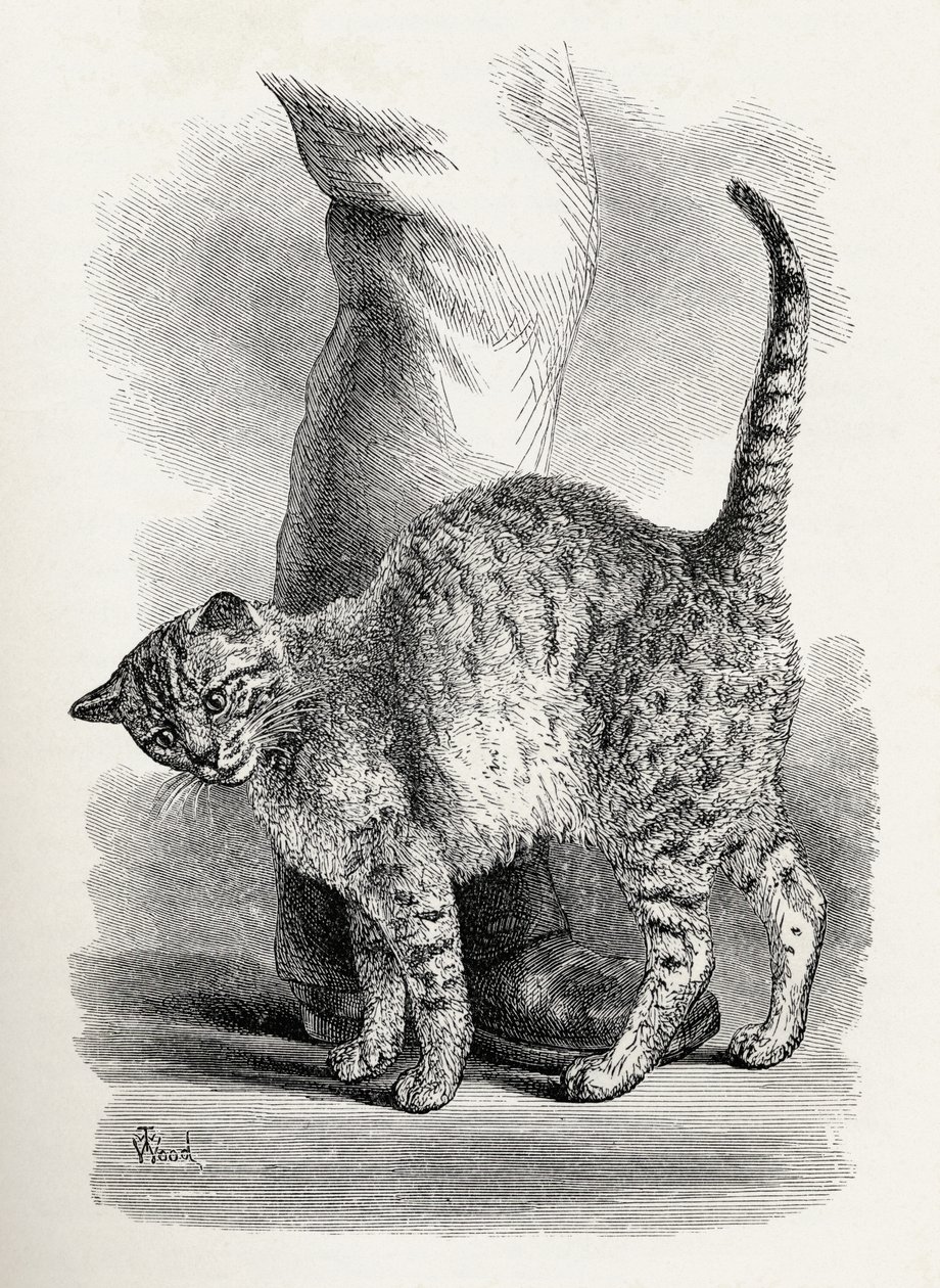 チャールズダーウィンの「人と動物の感情の表現」からの愛情のこもった心の中の猫、1872年 作： トーマス・W・ウッド