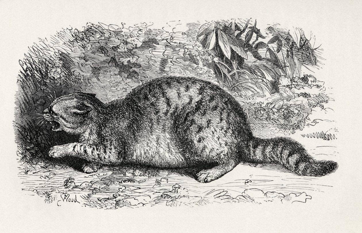 チャールズダーウィンの「人と動物の感情の表現」からの野蛮な猫との戦いの準備、1872年 作： トーマス・W・ウッド
