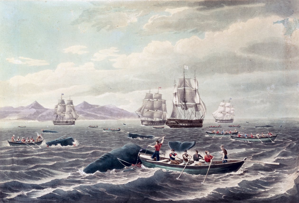 マッコウクジラの群れ、J.ヒル版、1838年発行（カラー・アクアチント） 作： トーマス（後）バーチ