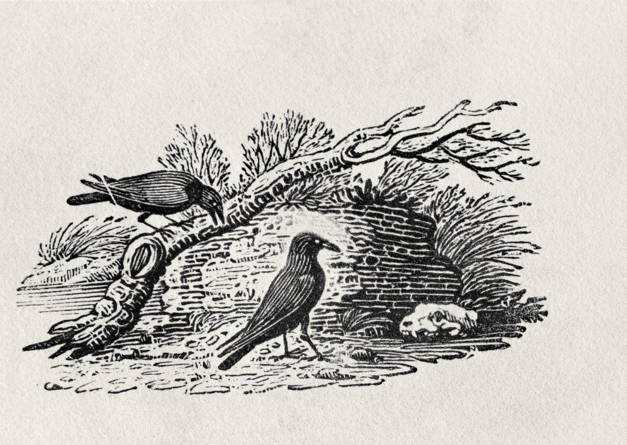 「イギリスの鳥の歴史」第1巻、パブのカラス（Corvus corone corone）。 1797（木の彫刻） 作： トーマス・ビウィック