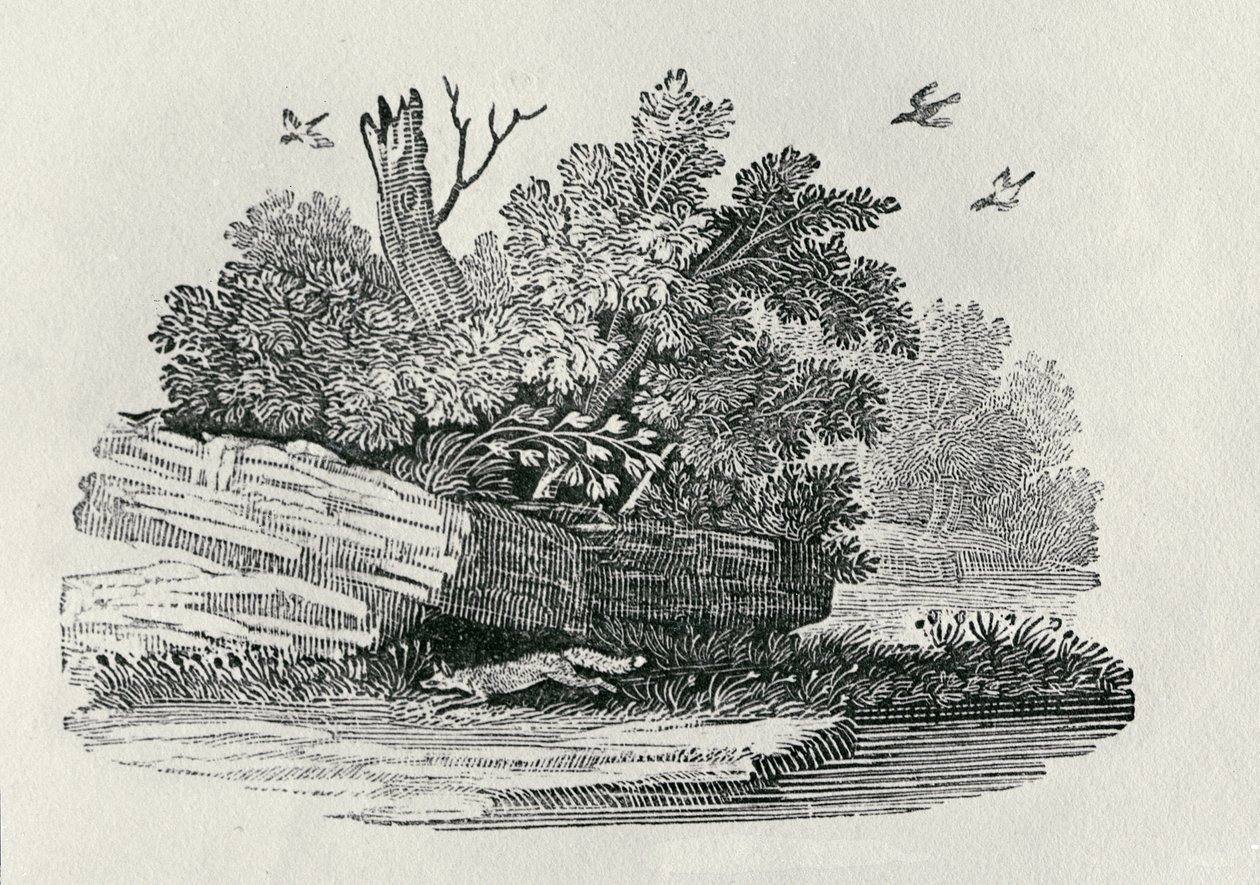 フォックスの脱出、「四足歩行の一般的な歴史」から1790年に出版（木版画） 作： トーマス・ビウィック