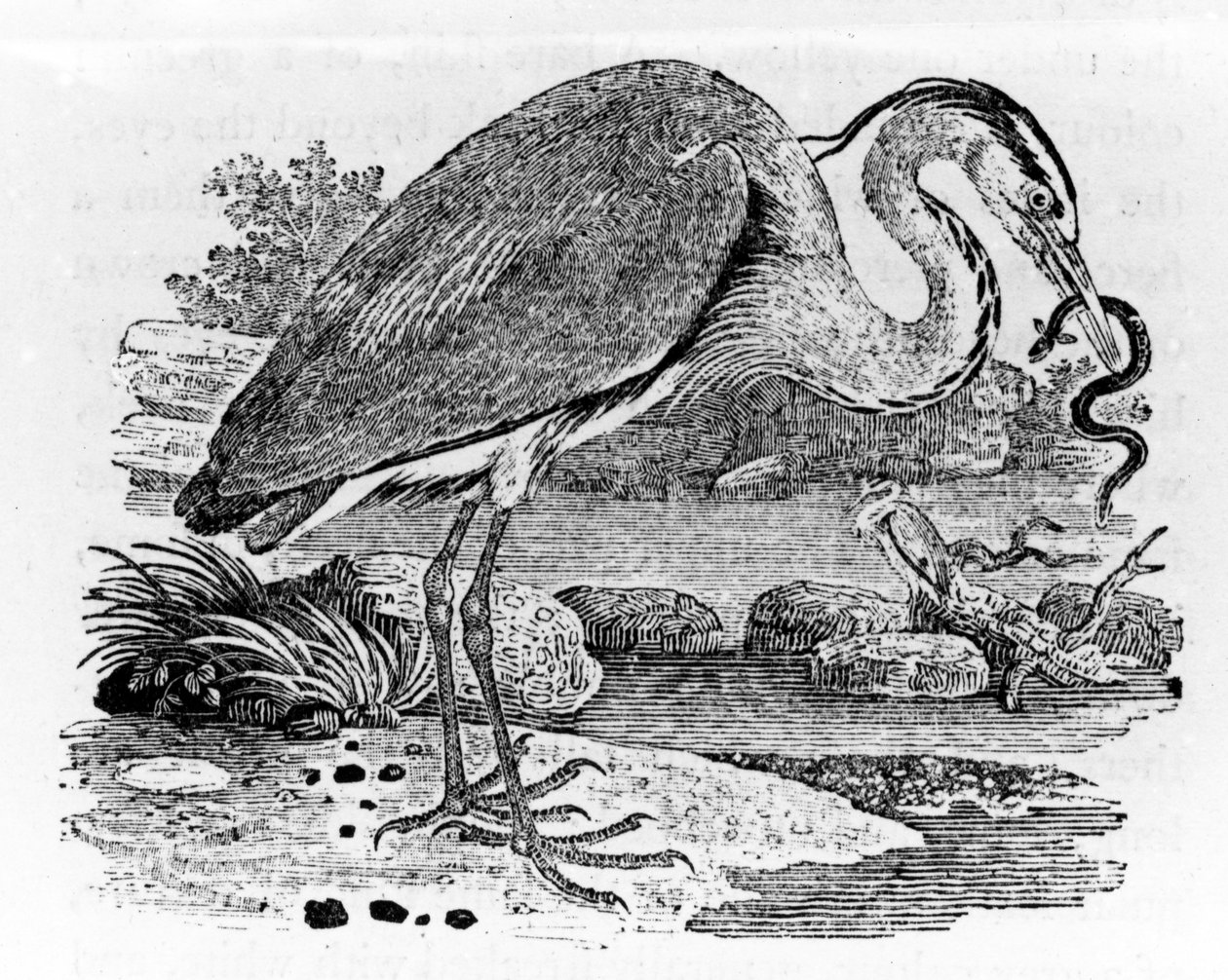 ヘロン、トマスビウィックの「英国の鳥の歴史」のイラスト、1797年に初公開 作： トーマス・ビウィック