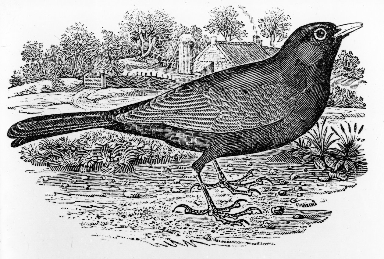 ブラックバード、トーマス・ビーウィックによる「英国の鳥の歴史」のイラスト、1797年に初公開 作： トーマス・ビウィック
