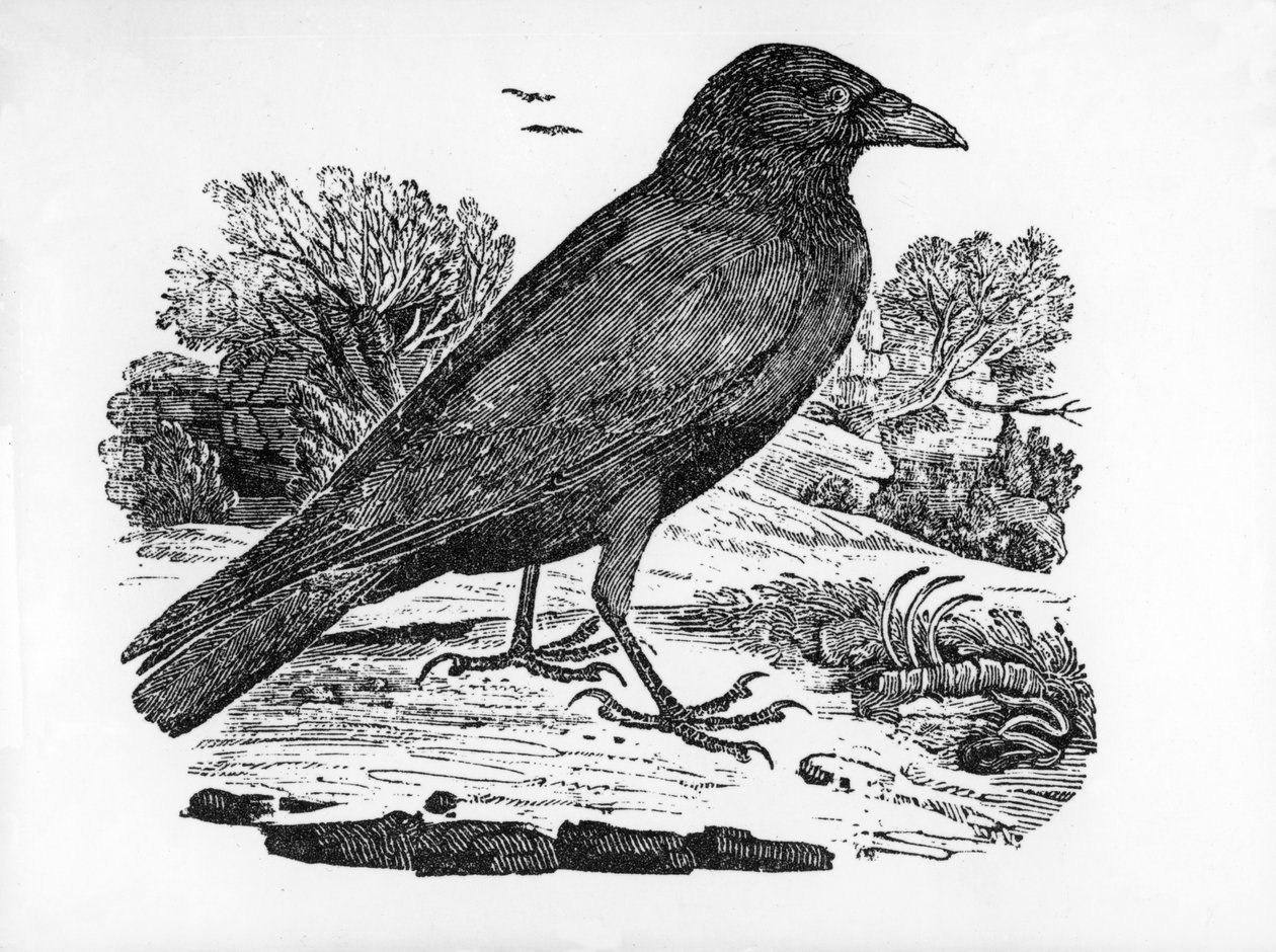 腐肉カラス、トーマス・ビーウィックによる「英国の鳥の歴史」のイラスト、1797年に初公開 作： トーマス・ビウィック