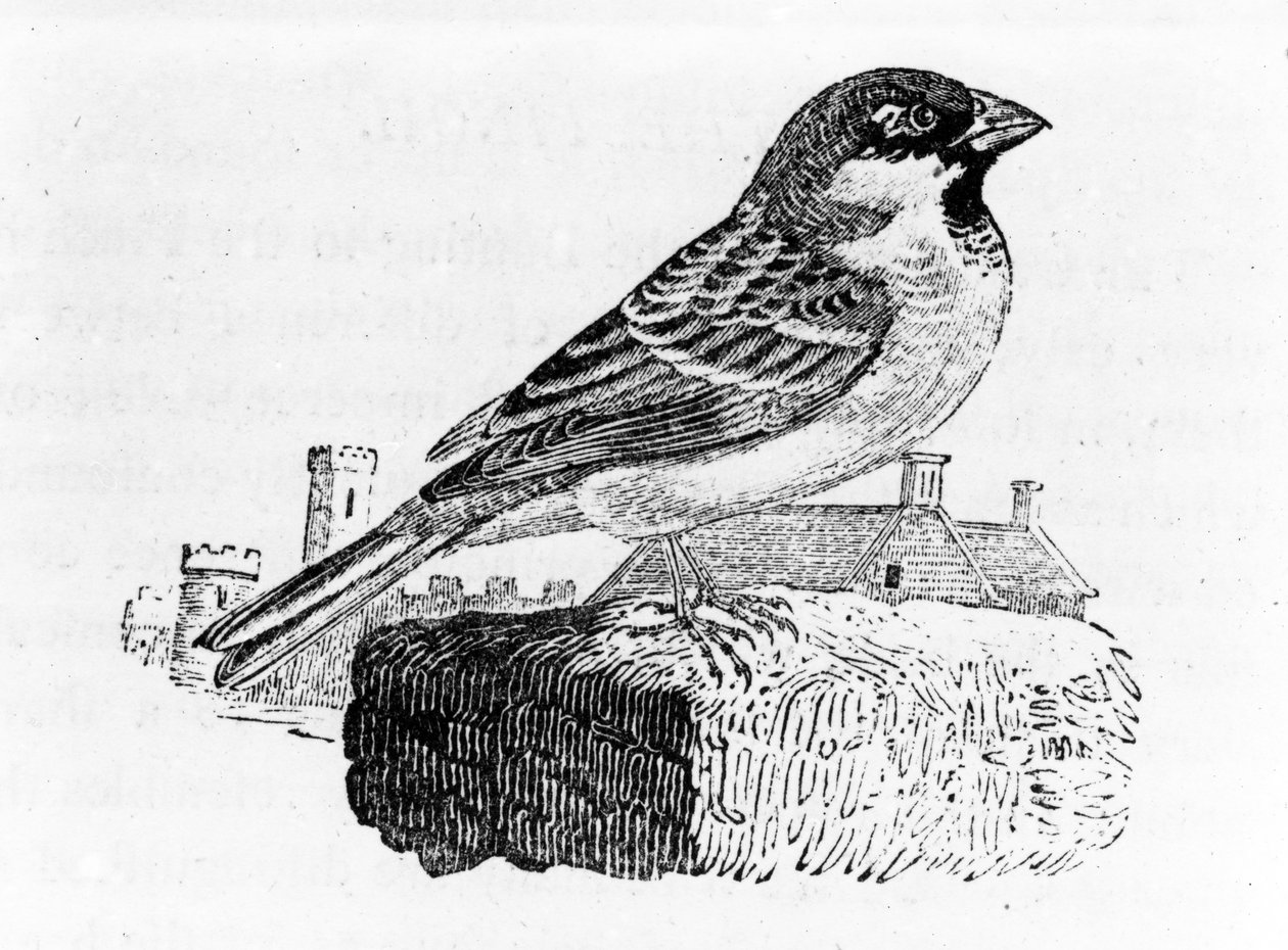 家すずめ、「英国の鳥の歴史」からのイラスト、トーマスBewick、1797年に最初に公開 作： トーマス・ビウィック