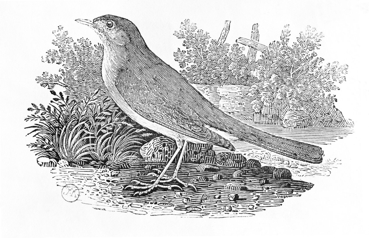「英国の鳥の歴史」第1巻、パブからのナイチンゲール（Luscinia megarhynchos）。 1797（木の彫刻） 作： トーマス・ビウィック