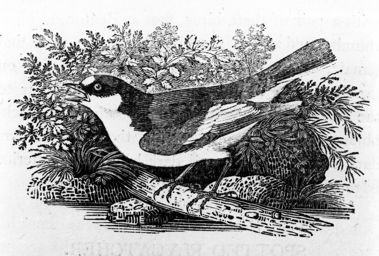 パイドヒタキ、トーマスビウィックによる「英国の鳥の歴史」のイラスト、1797年に初公開 作： トーマス・ビウィック