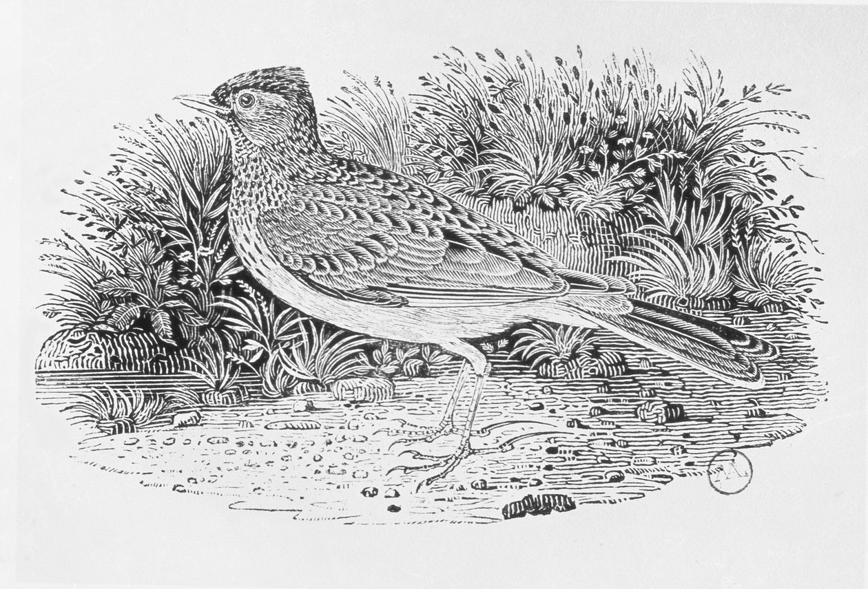 「イギリスの鳥の歴史」第1巻のパブのSkylark（Alauda arvensis）。 1797（木の彫刻） 作： トーマス・ビウィック