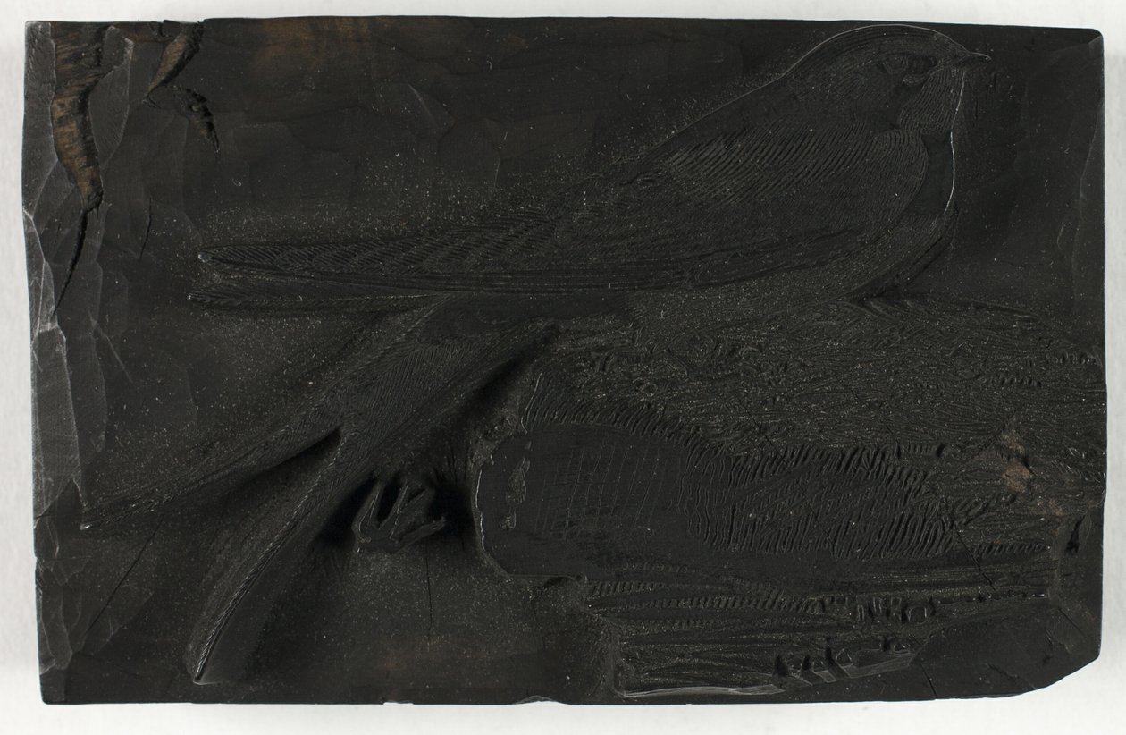 『英国の鳥の歴史』より「ツバメの木版画」 作： トーマス・ビウィック