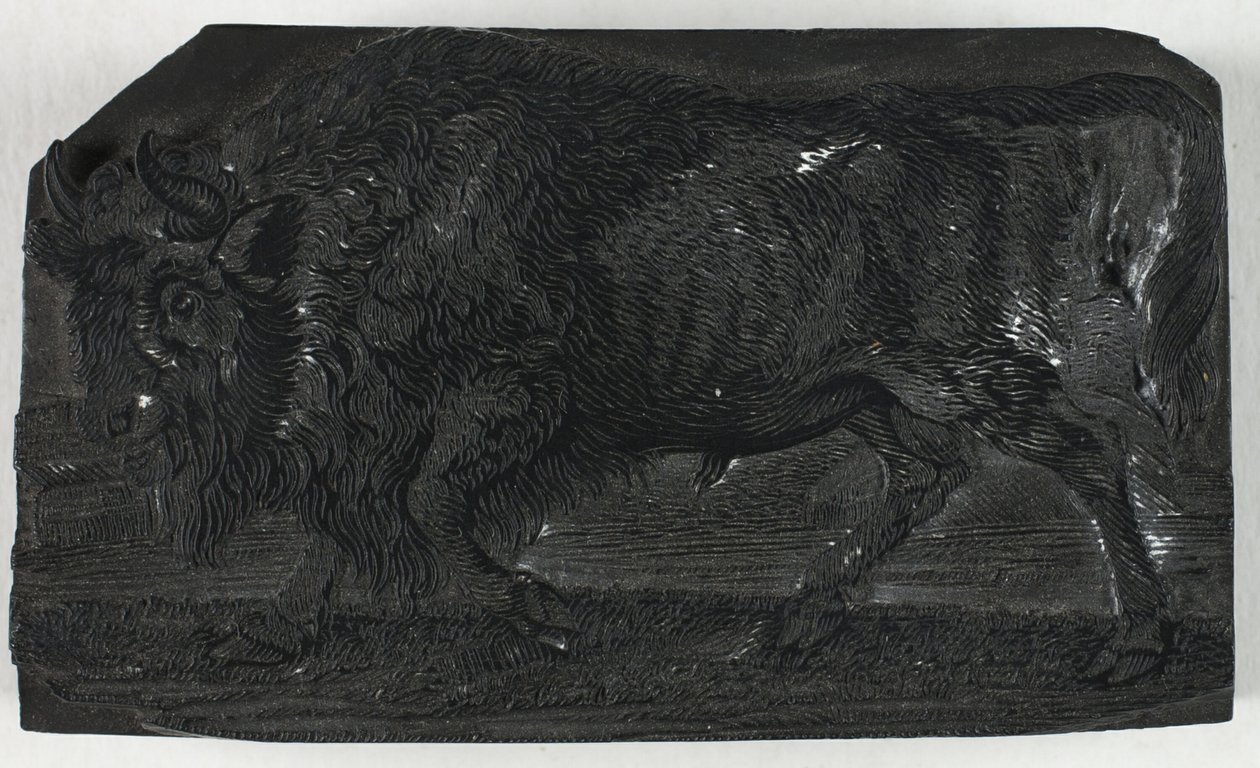 四足動物の一般的な歴史からのウルスまたは野生の雄牛の木版画 作： トーマス・ビウィック