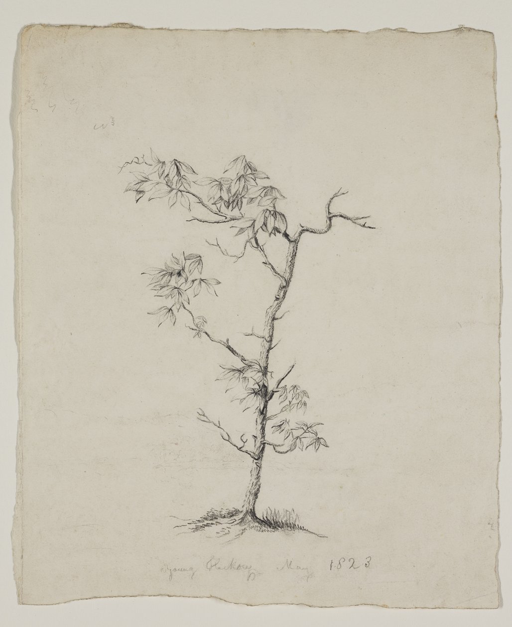  作： トーマス・コール