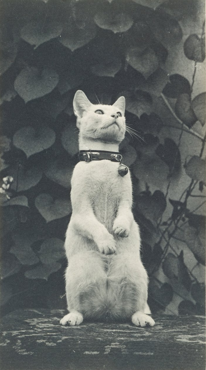 エイキンズ ヤードの猫、c。 1880～1890年。 作： トーマス・イーキンズ