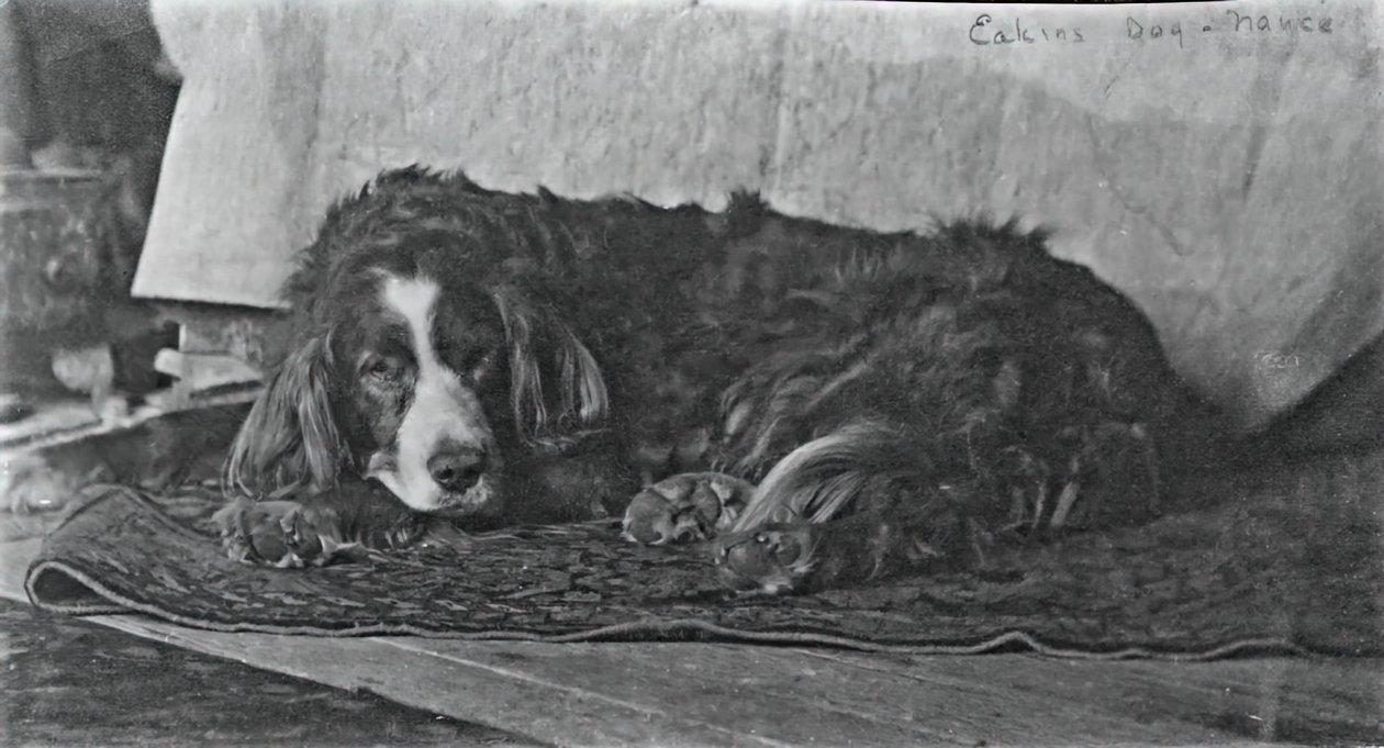 エイキンズの犬ハリー、c。 1880～1890年。 作： トーマス・イーキンズ