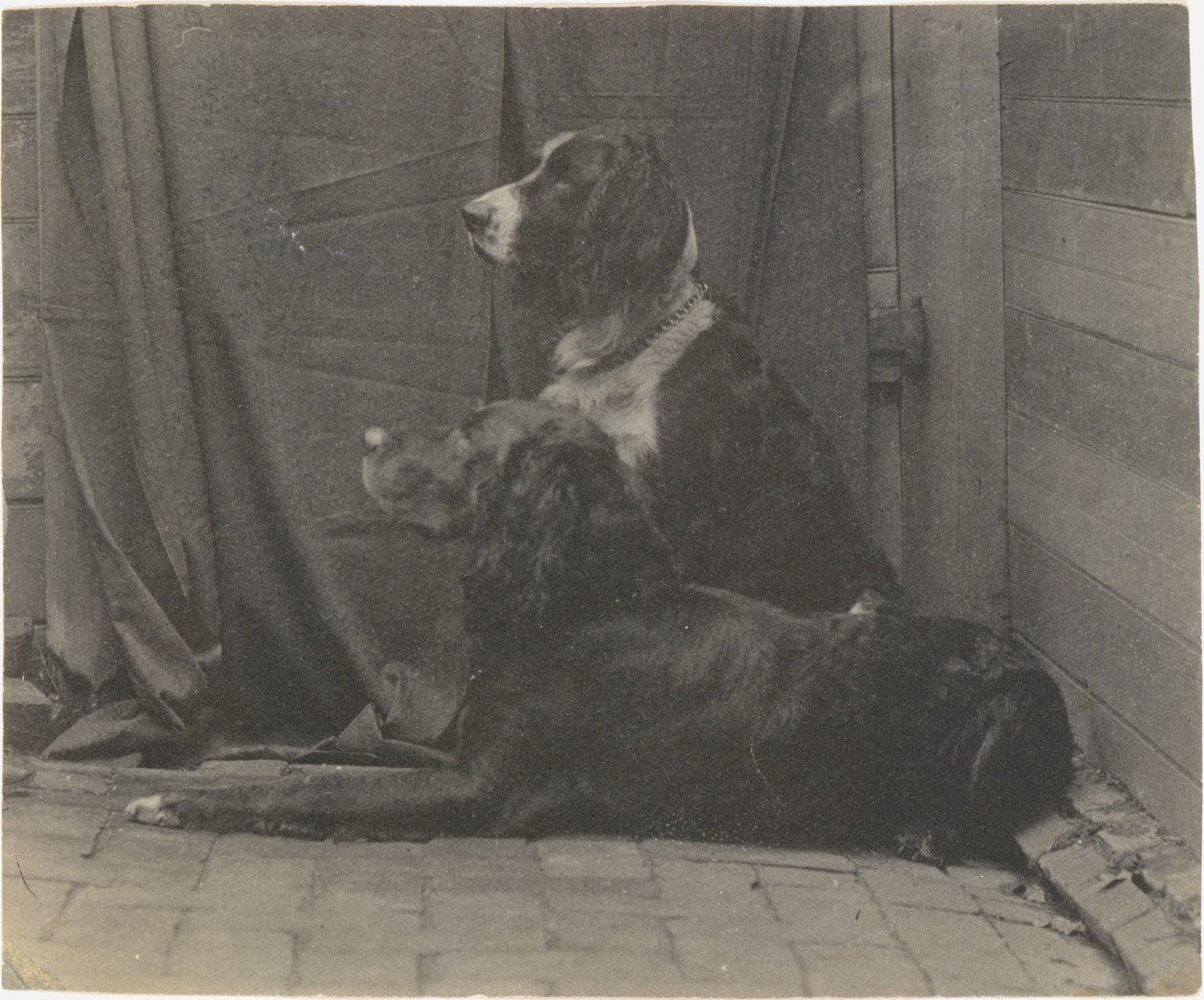 [トーマス・イーキンスの犬ハリーと別のセッター]、1880年代、1880年代。 作： トーマス・イーキンズ