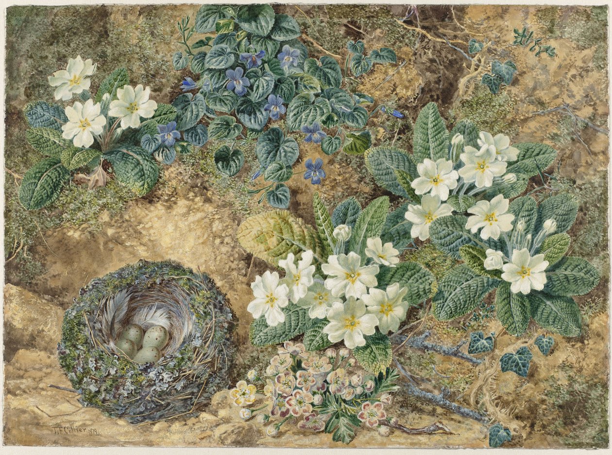 鳥の巣、スミレ、サクラソウ、リンゴの花の静物 作： トーマスフレデリックコリアー