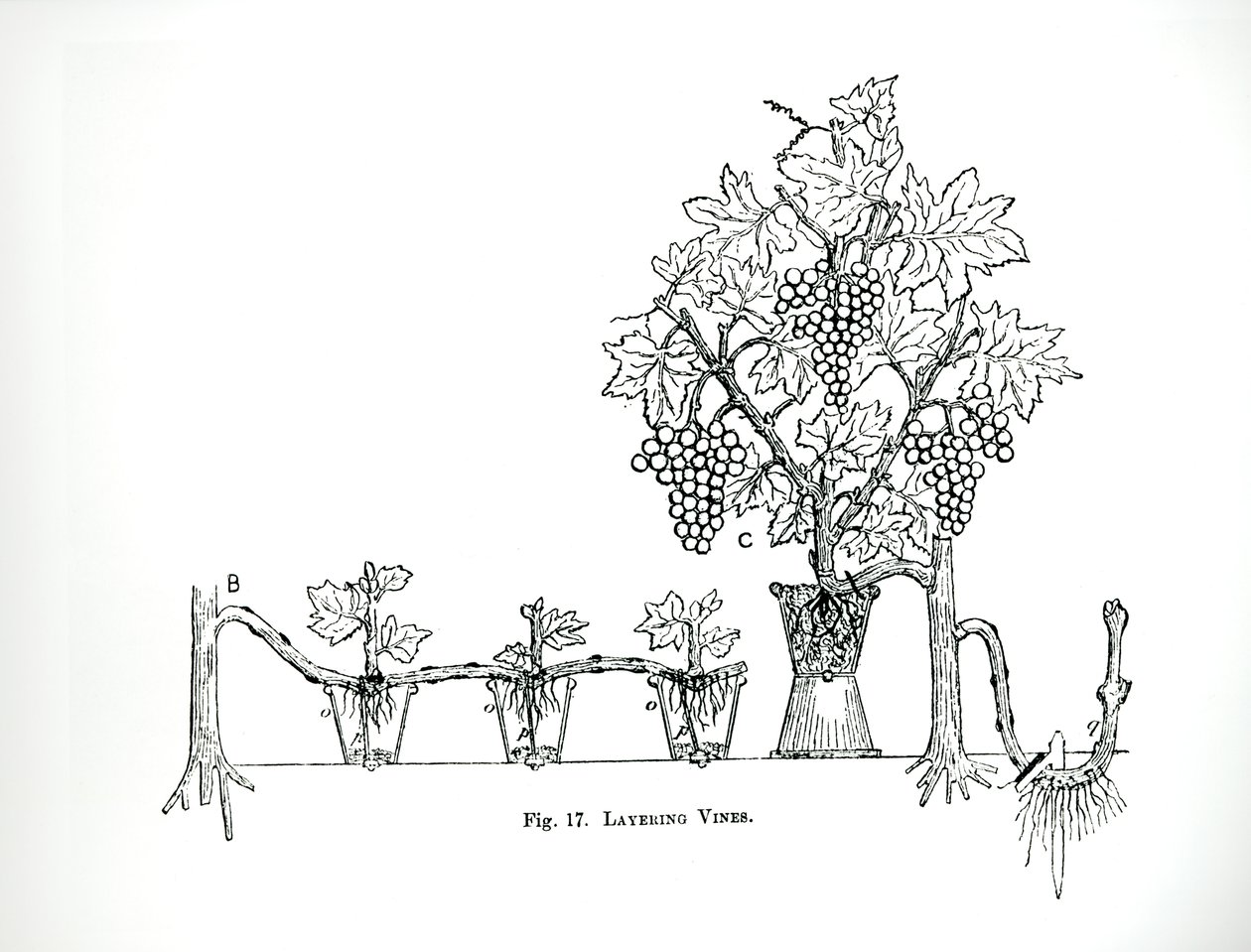 1900年に出版されたトーマス・モーソンの『The Art and Craft of Garden Making』に掲載されているつる植物の重ね植え（彫刻）（モノクロ写真） 作： トーマス・ヘイトン・モーソン
