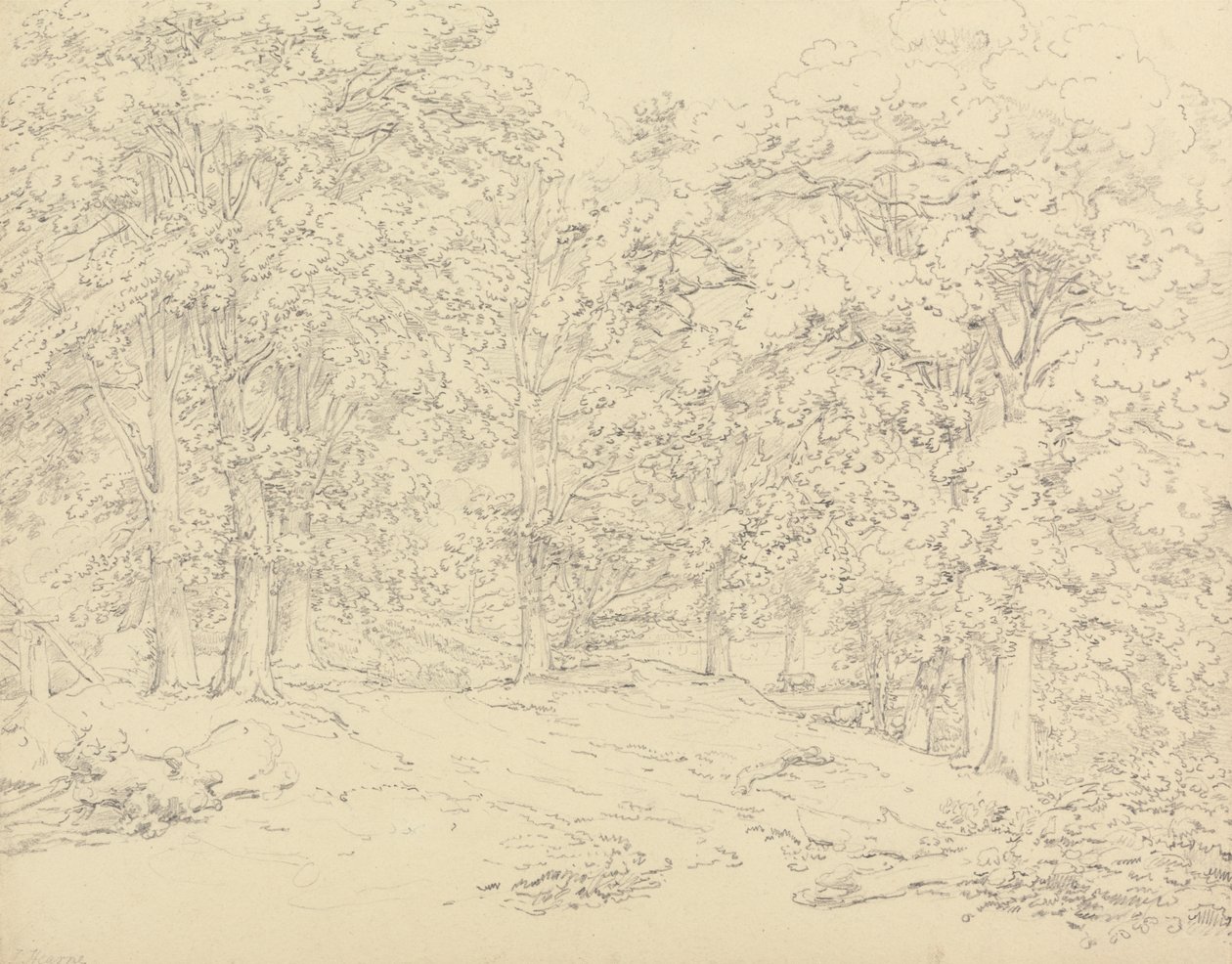 Árvores em Ashtead Park, Surrey 作： トーマス・ハーン