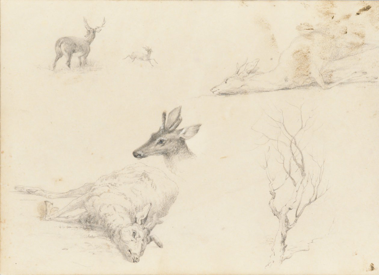 風景と動物の主題のスケッチブック、1860-64。 作： トーマス・ヒース・ヒンクレー
