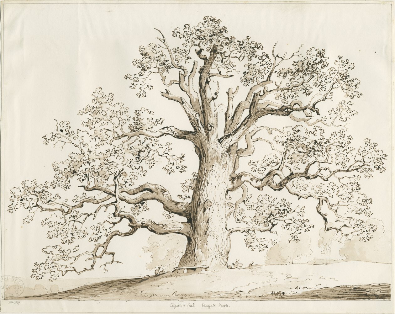 Blithfield-Squitch Oak：ペンとウォッシュ、1837 作： トーマス・ペプロー・ウッド