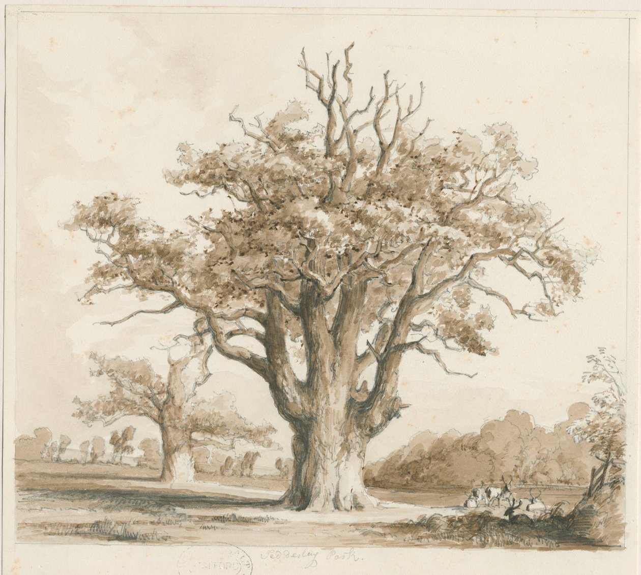 Teddesley Hall-Oak Trees：鉛筆とウォッシュの描画、ND [1842年11月] 作： トーマス・ペプロー・ウッド
