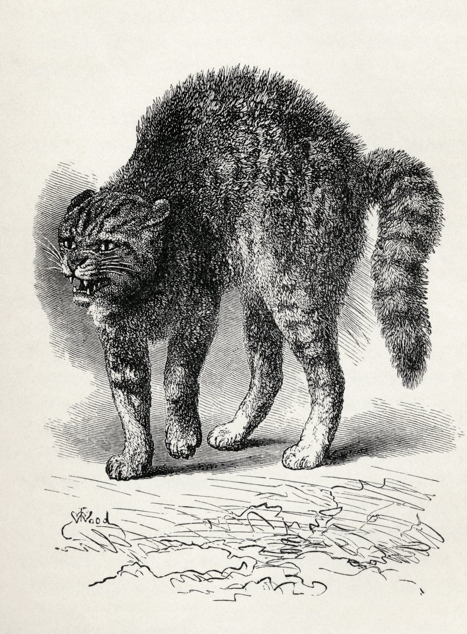 チャールズダーウィンの「人と動物における感情の表現」、1872年（リソ）からの犬に怯えた猫 作： トーマス・W・ウッド