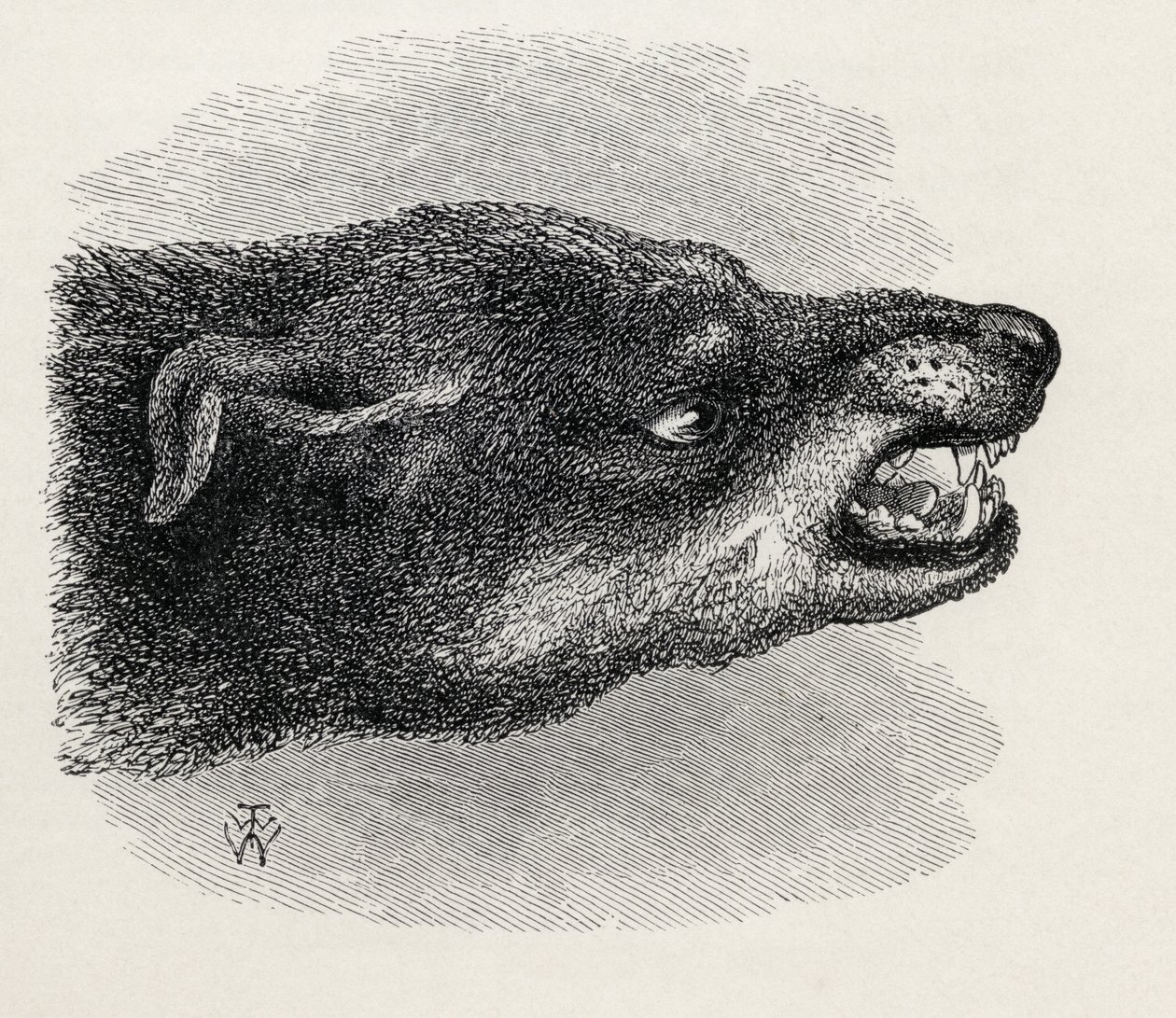 チャールズダーウィンの「人と動物の感情の表現」、1872年から犬をむしゃむしゃの頭 作： トーマス・W・ウッド