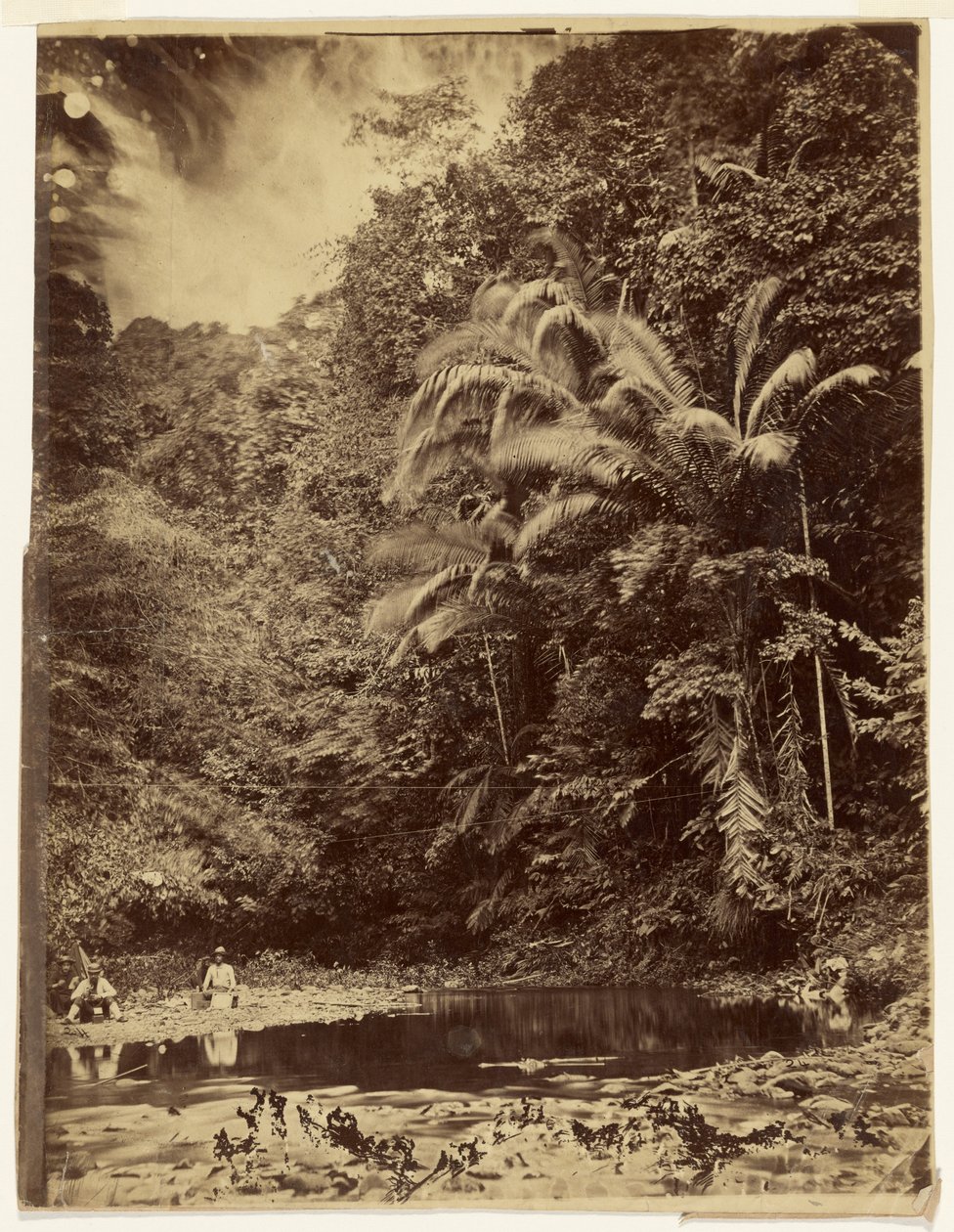 [ヤシの木やその他の生い茂った植物が見られるジャングルの風景、ダリエン探検隊、パナマ地峡] 作： ティモシー・H・オサリバン