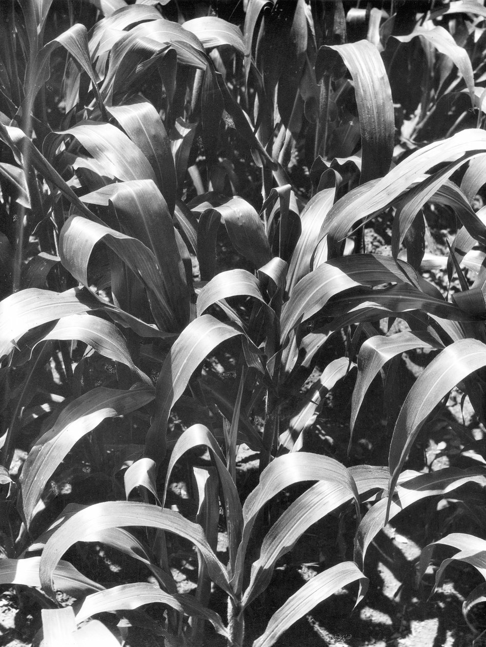 トウモロコシ植物、メキシコ、1929年頃 作： ティナ・モドッティ