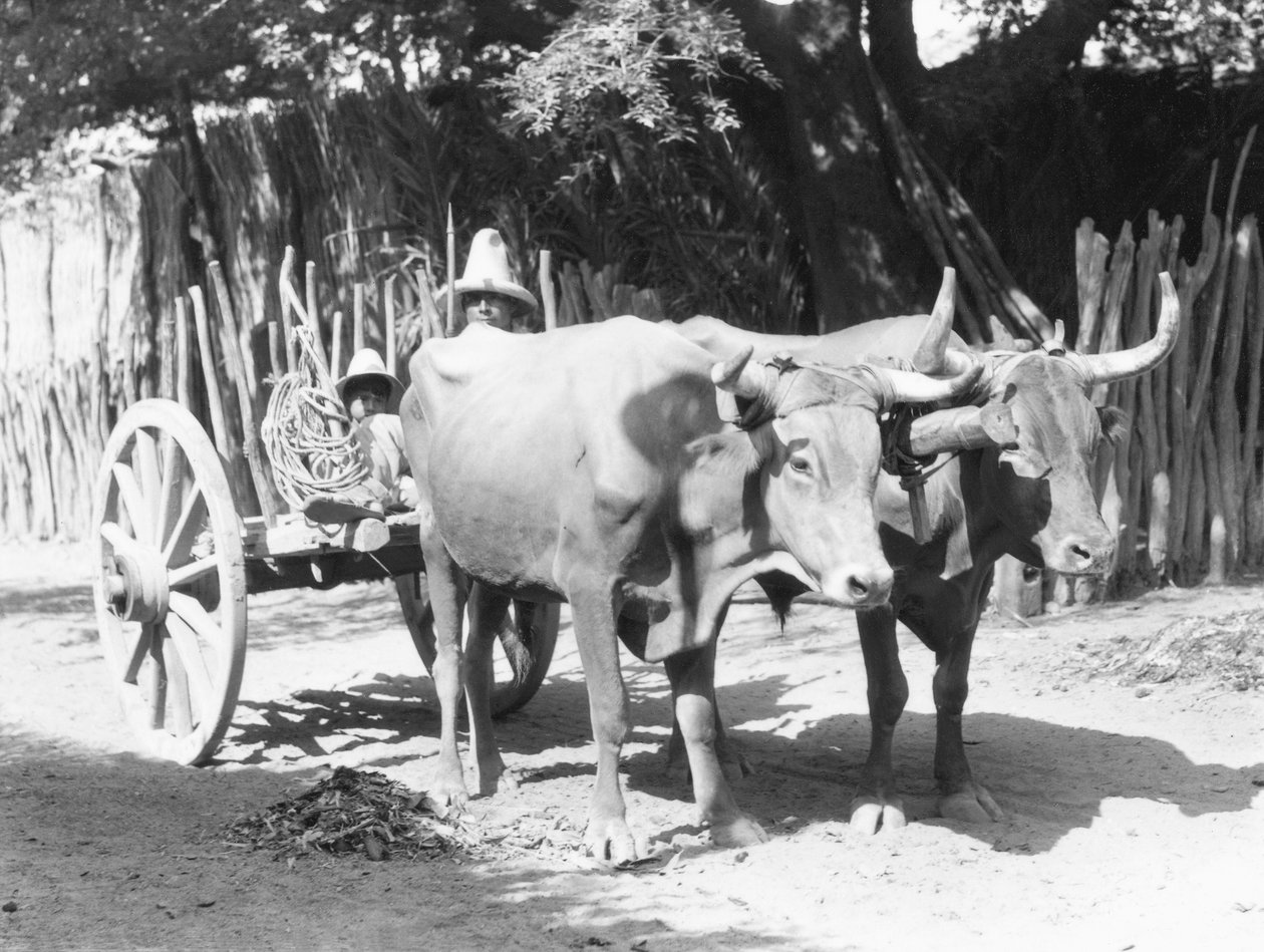 メキシコのオクセンのチーム、1927年頃 作： ティナ・モドッティ