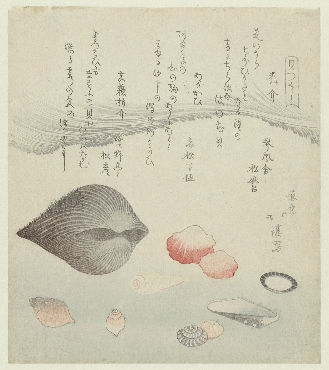 花貝、赤貝、純赤貝 Hanagai Akagai Masuogai (オブジェクトのタイトル) 一連のシェル (シリーズ タイトル) かいつくし 作： 魚屋北渓