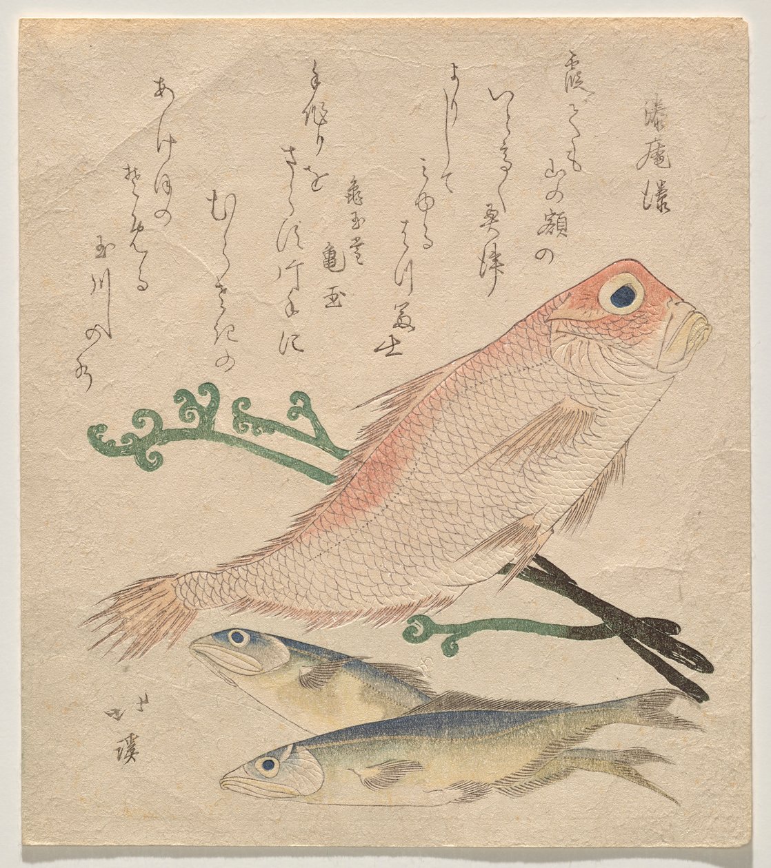 ピンクの鯛（シロアマダイ）と2匹の小さなマス（アイ） 作： 魚屋北渓