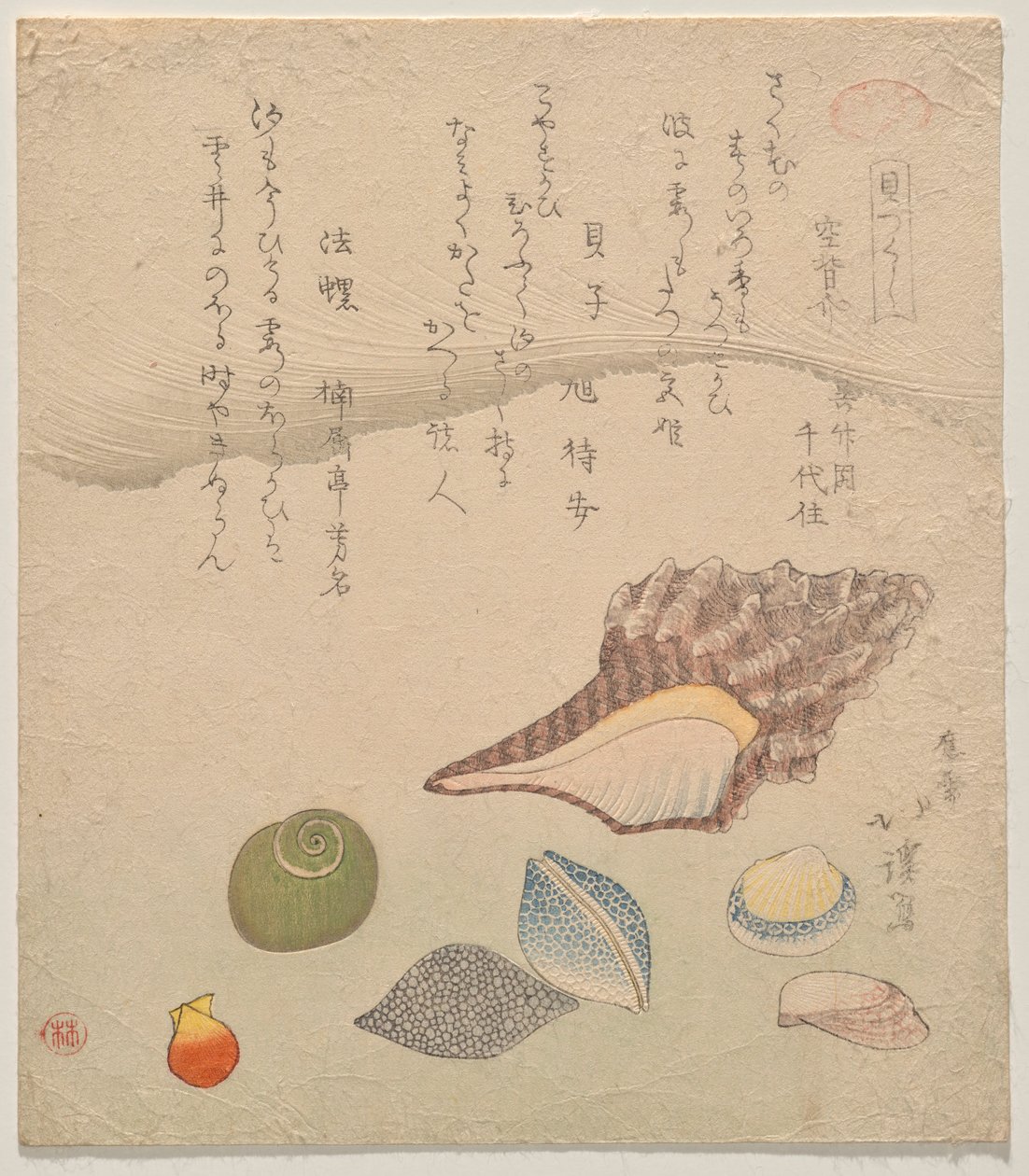 貝殻図鑑（かいずくし）より 海辺の七つの貝殻 作： 魚屋北渓