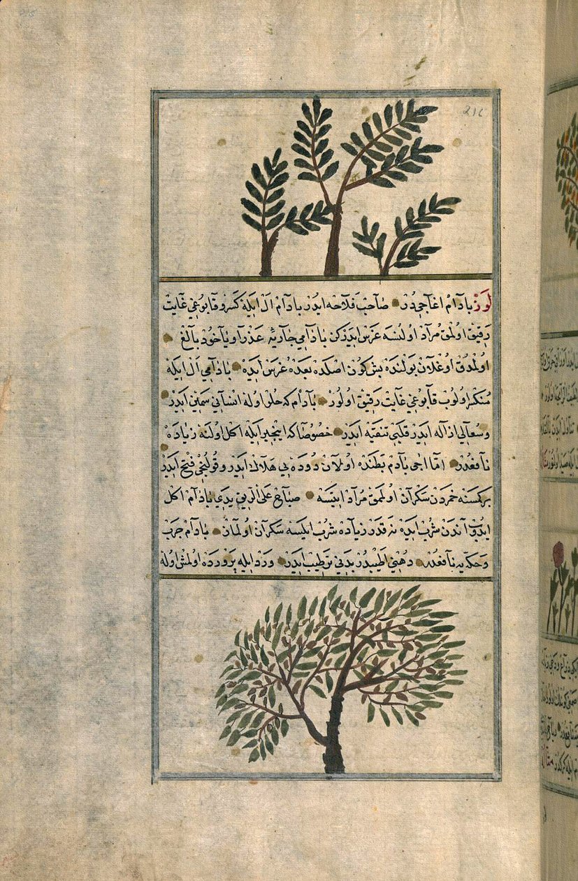 Zakariya ibn Muhammad al-Qazwiniによる論文の後のアーモンドの木の上のフランキンセンスの木（ヨーロッパの敷き紙のインクと顔料） 作： トルコ語学校