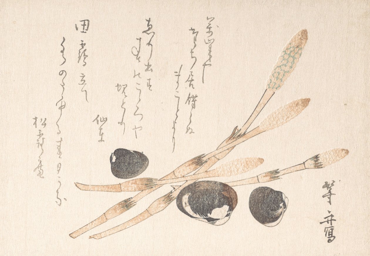 つくし Ｐァンｔ 案ｄ しじみ しぇっｌｓ。 作： 植松伸夫